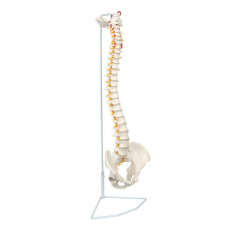 Vertebral Column, Flexible